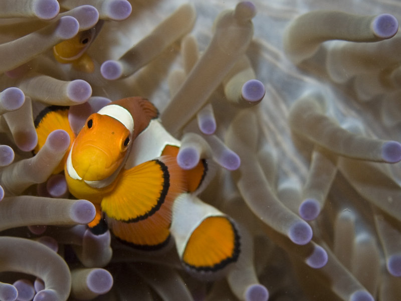 Clown Fish, Mandarin Patch